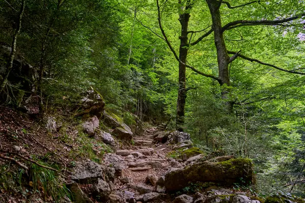 Trail that runs through the Aisclo Canyon, surrounded by forests, mountains, and rivers. An ideal area for hiking and enjoying nature. In Ordesa National Park, Aragon, Spain.
