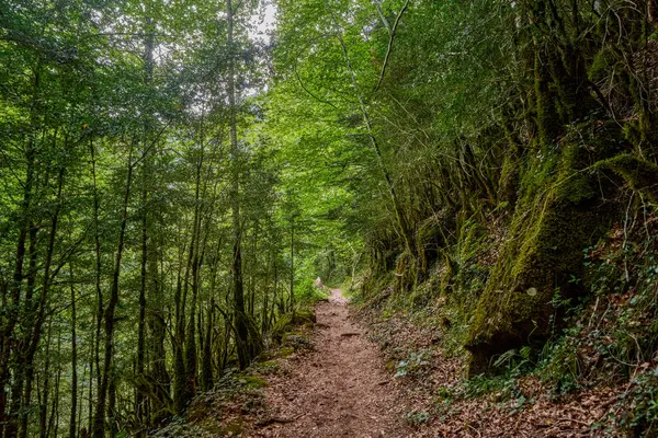 Trail that runs through the Aisclo Canyon, surrounded by forests, mountains, and rivers. An ideal area for hiking and enjoying nature. In Ordesa National Park, Aragon, Spain.