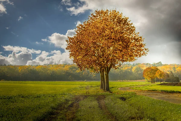 Egy Füves Mezőn Élénk Narancssárga Színű Őszi Levelekkel Egy Felhős — Stock Fotó