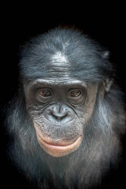 cute portrait of a young bonobo monkey with a funny expression on his face