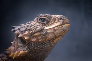 closeup portrait of a sungazer lizard before a blue background