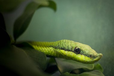A green racer snake hiding in a tree