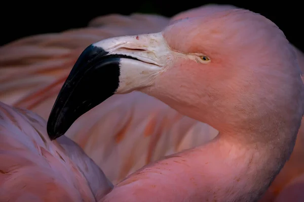 close-up of a flamingos head beak and feathers