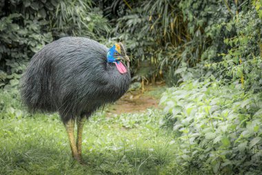 Güney Cassowary çalıların arasında duruyor.