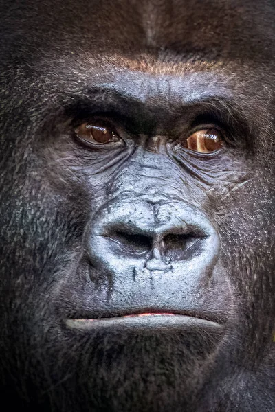 closeup portrait of a gorilla face