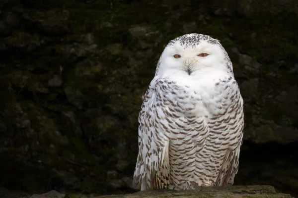 Low Key Portrait White Snowy Owl — Stock Photo, Image