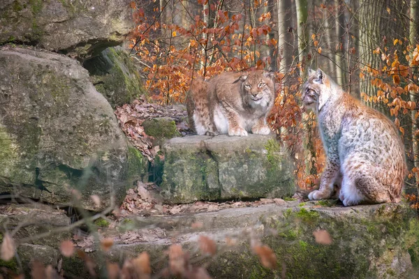 Две Рыси Кошки Сидят Скалах Лесах Осеннего Цвета — стоковое фото