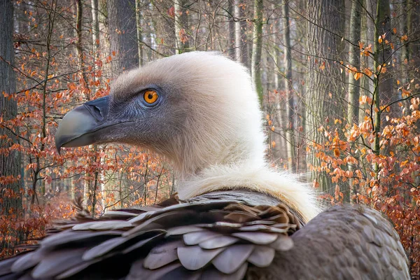 Portrait Griffon Vulture Forest — Stock Photo, Image