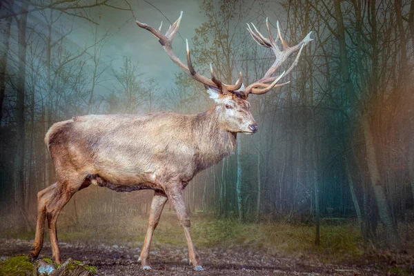 Egy Nagy Jávorszarvas Vörös Szarvas Áll Erdőben Napsugarak — Stock Fotó