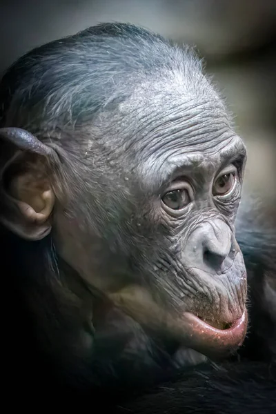Svislý Portrét Dětské Opice Bonobo — Stock fotografie