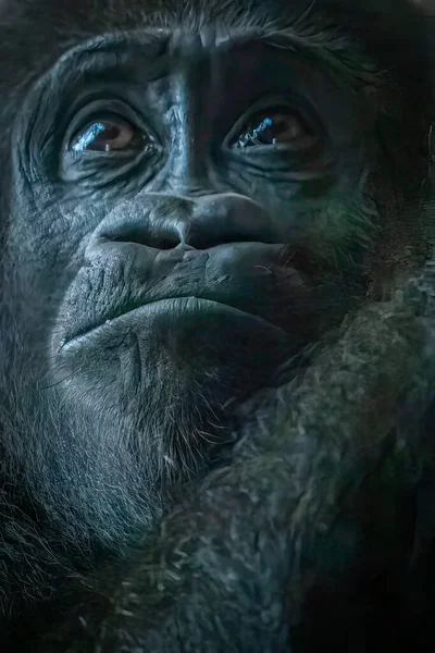 Close Portrait Gorillas Face — Stock Photo, Image
