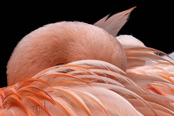 Närbild Flamingo Gömmer Huvudet Sina Fjädrar — Stockfoto