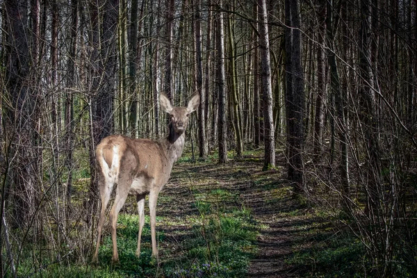 Rusa Merah Eropa Berdiri Antara Pepohonan — Stok Foto