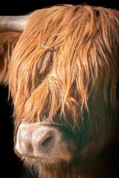Κοντινό Πορτραίτο Αγελάδας Ορεινής Περιοχής — Φωτογραφία Αρχείου