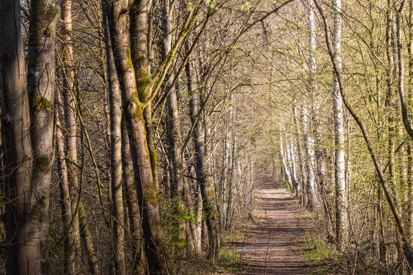 日当たりの良い森を通る未舗装の道 — ストック写真