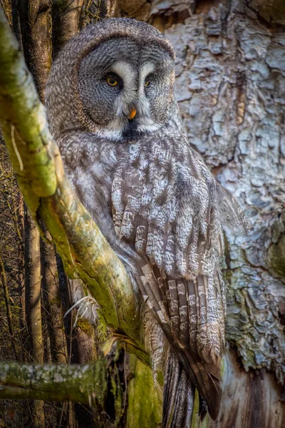 Portrait Great Gray Owl — Stock Photo, Image