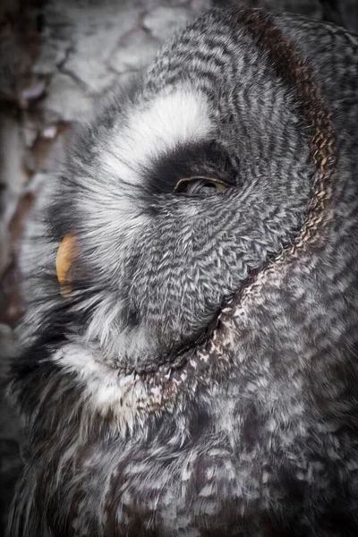 Büyük Gri Baykuş Portresi — Stok fotoğraf