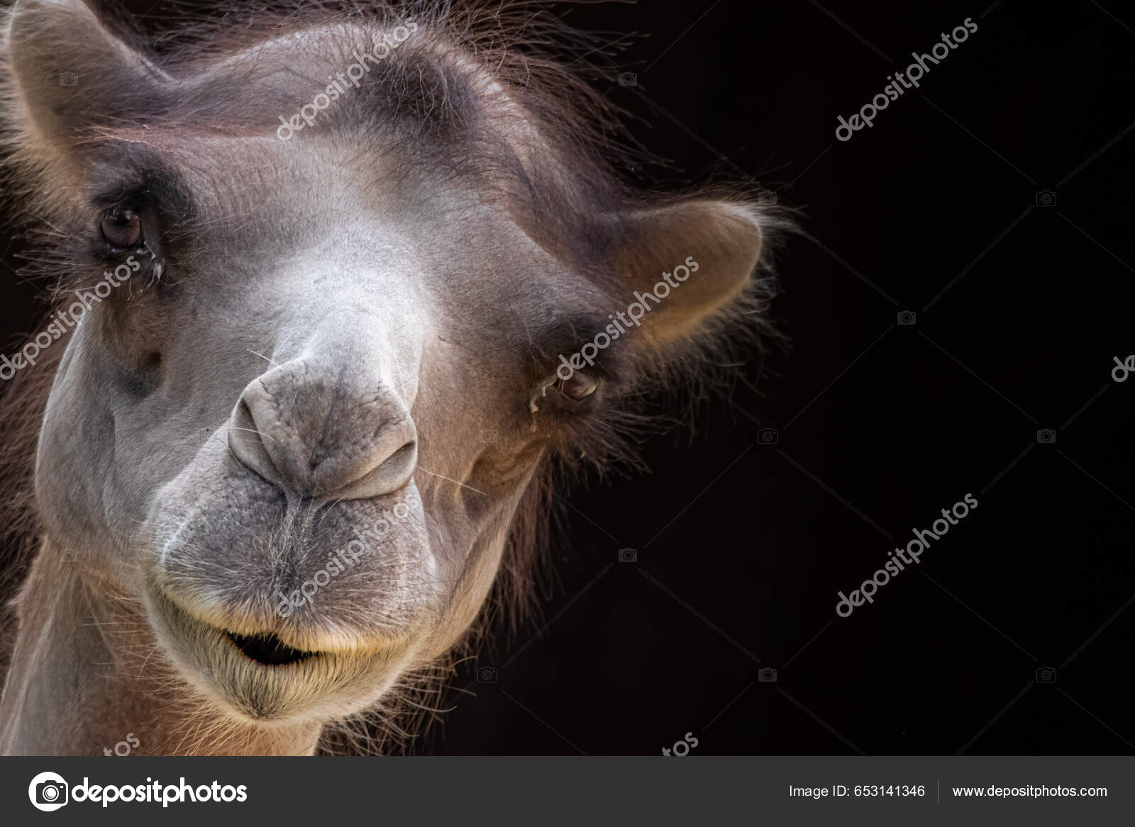 Camel black cheap background