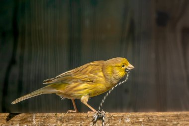 Küçük sarı bir kuş gagasında bir ip tutuyor.