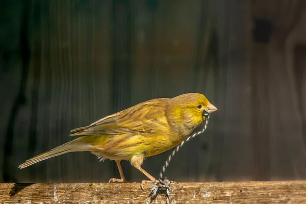 a small yellow bird holding a string in its beak