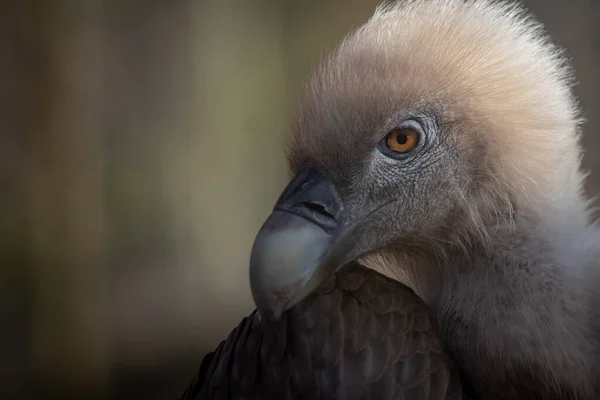 Close Portrait Griffon Vulture — Stock Photo, Image