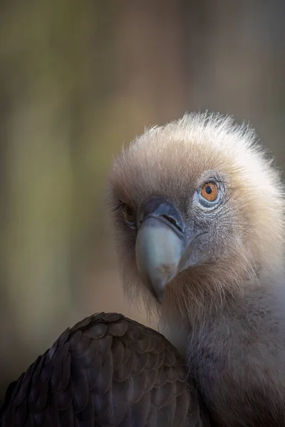 Close Portrait Vulture — Stock Photo, Image