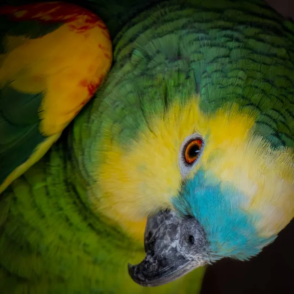 Close Papagaio Amarelo Colorido Verde Azul — Fotografia de Stock