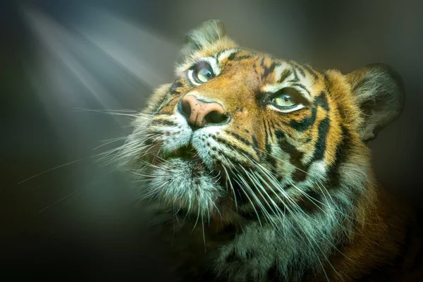 Egy Tigris Tartja Arcát Napfényben — Stock Fotó