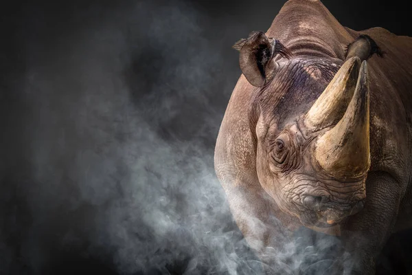 Gros Plan Rhinocéros Devant Fond Noir — Photo