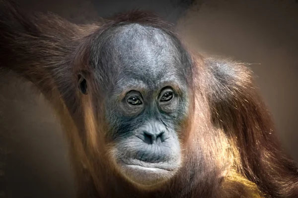 Primer Plano Orangután Joven — Foto de Stock