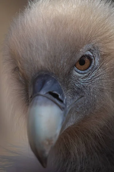 Ritratto Ravvicinato Avvoltoio Grifone — Foto Stock
