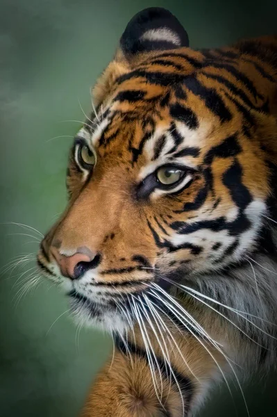 緑の背景に虎のクローズアップ肖像画 — ストック写真