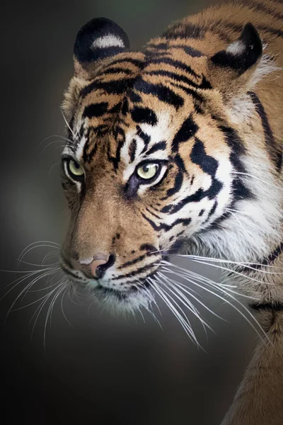 Retrato Cerca Tigre Sobre Fondo Negro —  Fotos de Stock