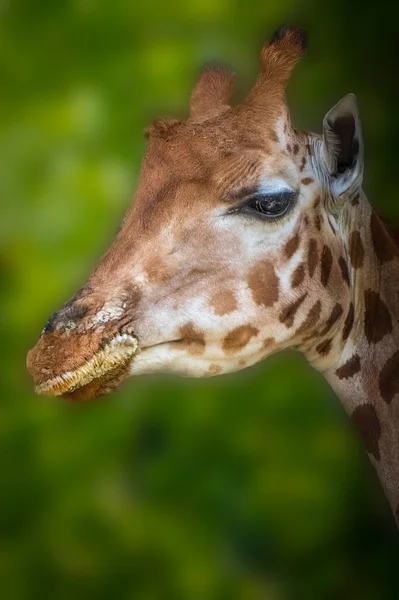 Retrato Uma Girafa Sobre Fundo Verde — Fotografia de Stock