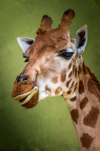 Krásný Portrét Žirafy Zeleném Pozadí — Stock fotografie