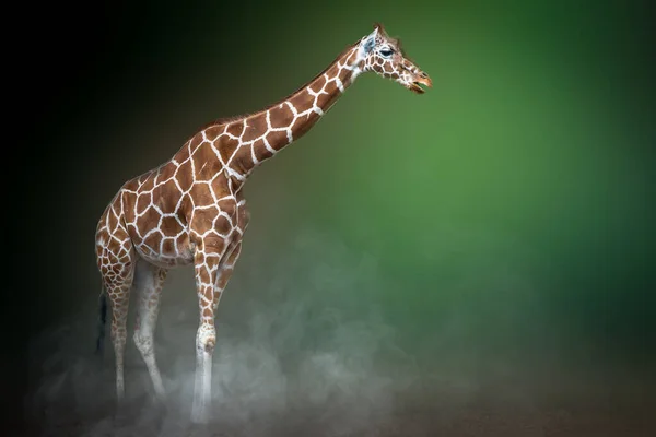 Žirafa Tmavozeleném Pozadí Stojící Oblaku Prachu — Stock fotografie
