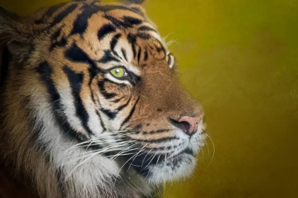 Portrait Tiger Orange Background — Stock Photo, Image