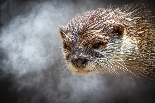 portrait of an otter on a dark smokey background