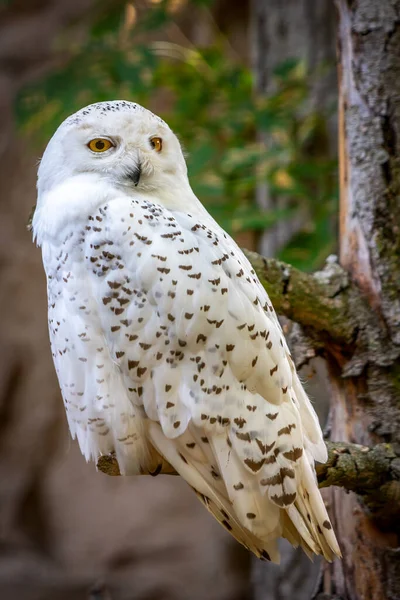 Snowy White Owl Perched Tree Branch Forest — Stock Photo, Image