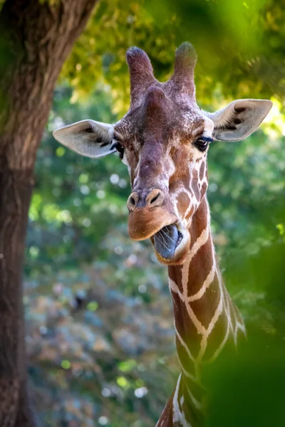 Ritratto Una Giraffa Piedi Nella Foresta Che Mostra Lingua — Foto Stock