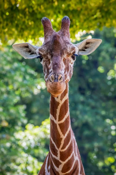 Alta Giraffa Piedi Nella Foresta Attesa — Foto Stock