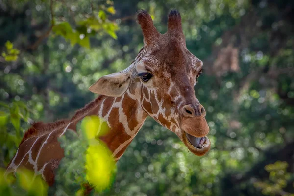 Primo Piano Una Giraffa Con Testa Tra Gli Alberi — Foto Stock