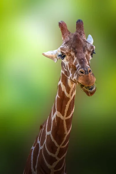 可爱的长颈鹿在绿色背景下吃草的肖像 — 图库照片