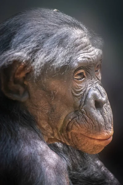 Portrait Monkey Looking Right — Stock Photo, Image
