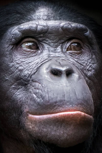 Ritratto Ravvicinato Una Scimmia — Foto Stock