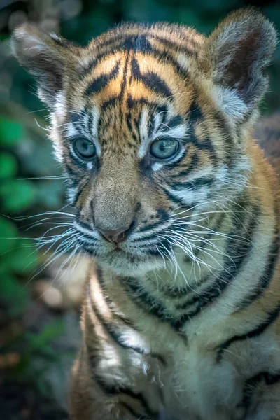 Κοντινό Πλάνο Ενός Νεαρού Μικρού Τίγρη — Φωτογραφία Αρχείου
