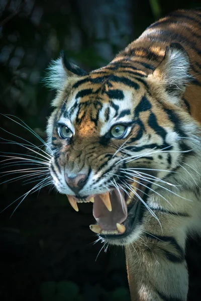 vertical close-up of a angry tiger growling and showing teeth