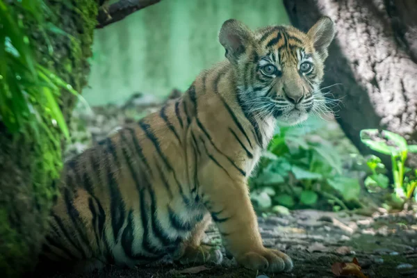 Ein Junges Tigerbaby Sitzt Dschungel — Stockfoto