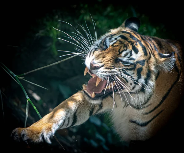 Una Tigre Arrabbiata Che Mostra Denti Attacca — Foto Stock