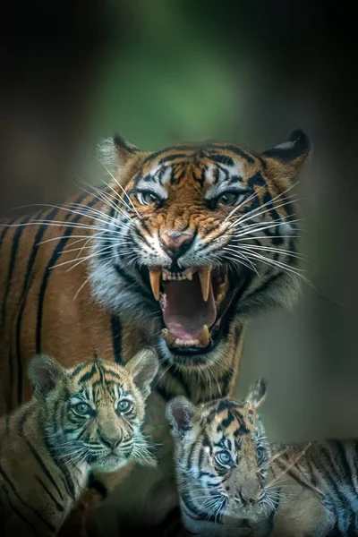 Une Mère Tigre Avec Deux Jeunes Oursons — Photo